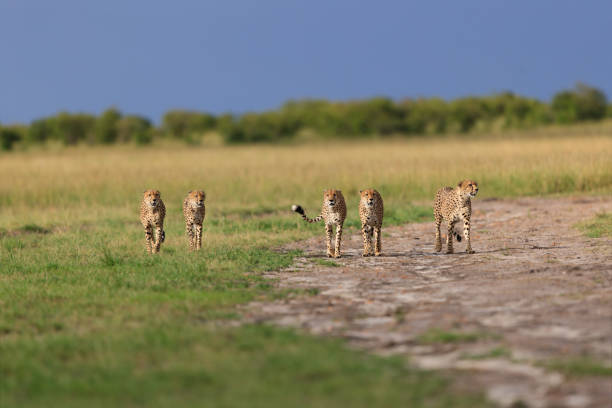 Five Cheetah males walking in Masai Mara stock photo