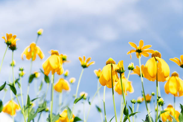 istock doronikum yellow flowers 1164736707