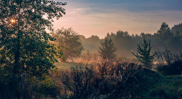 istock Morning nature in sunlight and dew 1164738297