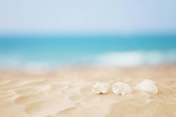 istock Empty sand beach and shells in front of summer sea background with copy space 1164738430