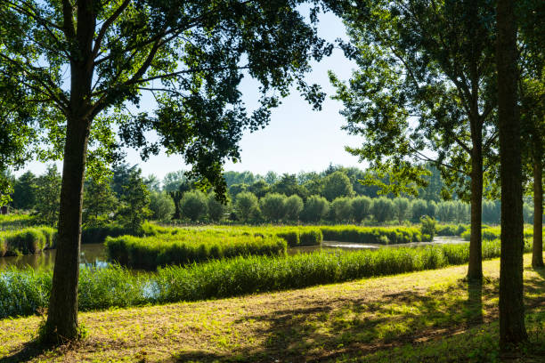 zielone drzewa, woda i krzewy. przyroda w dzielnicy oudelandshoek. dordrecht, holandia - dordrecht zdjęcia i obrazy z banku zdjęć