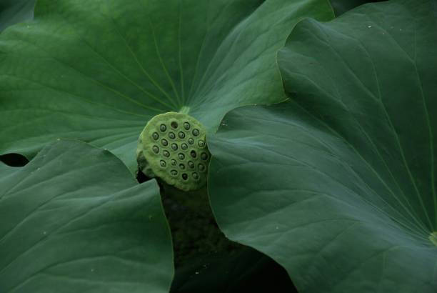 istock lotus flowers give a room after death. 1164738694