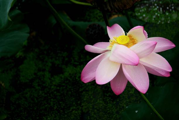 istock The lotus flowers are blooming beautifully. 1164739207