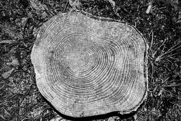 pine trunk shows its age in the section of the trunk