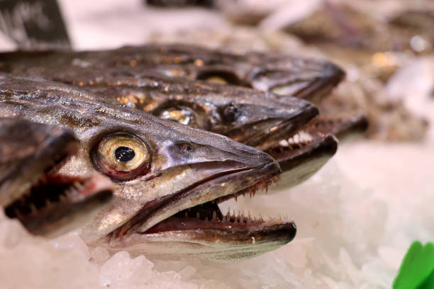 istock fish on the market - Mallorca Balearic Islands Spain 1164740830