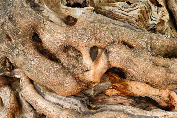 Old olive tree - Mallorca Balearic Islands Spain