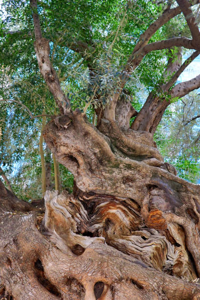 istock Old olive tree - Mallorca Balearic Islands Spain 1164741022