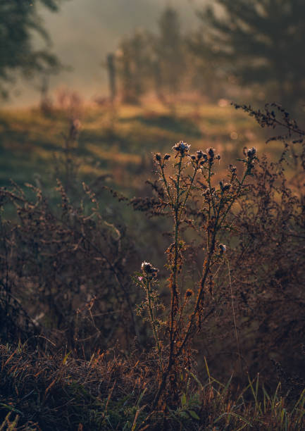 Just a photo of a morning nature in sunlight of rising un and dew