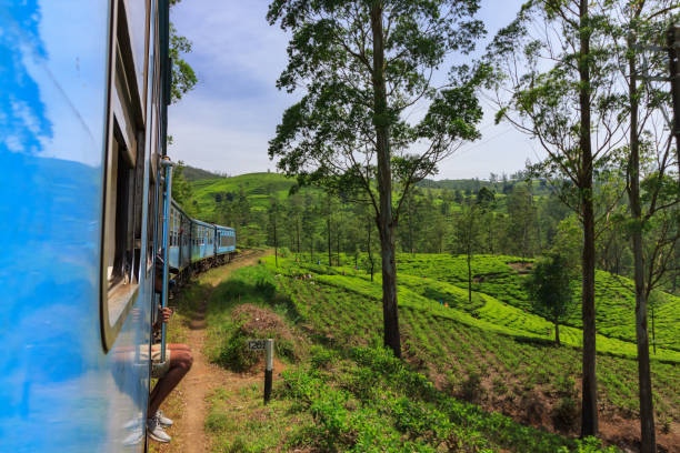 istock View of tea plantations from the train from Kandy to Ella 1164742663