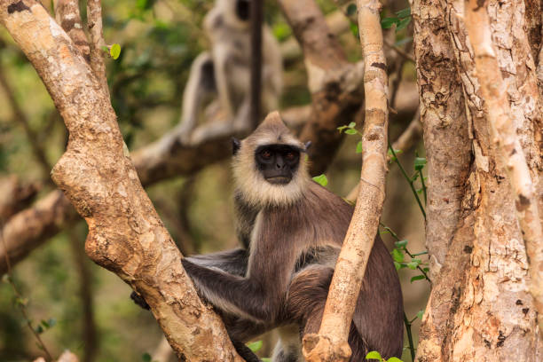istock Wild Gibbon monkey in a tree, Yala National Park, Sri Lanka 1164742713