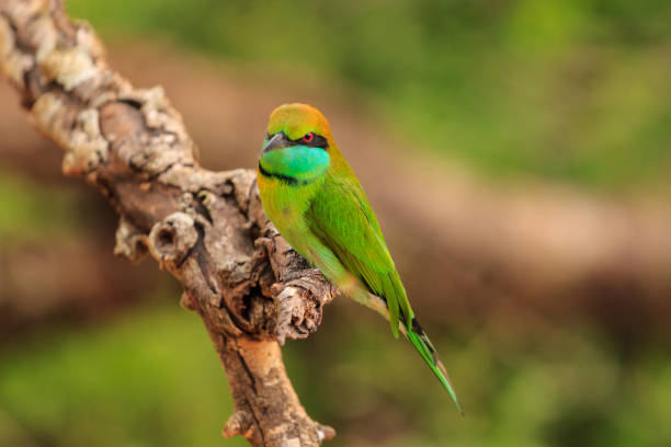 istock Green Bee Eater, or Merops orientalis, found Yala national Park, Sri Lanka 1164742743
