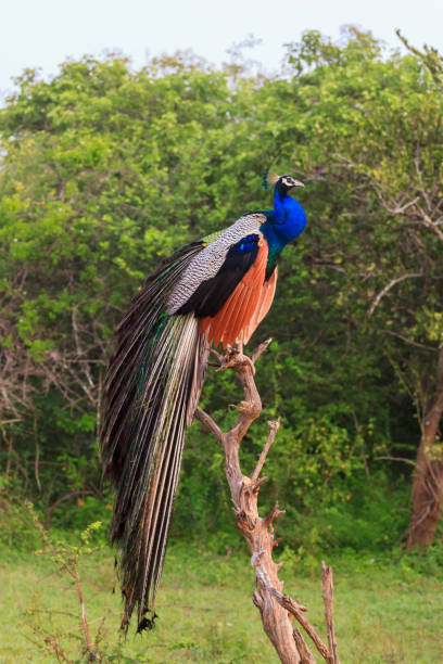 istock Peacock in Yala National Park, Sri Lanka 1164742744