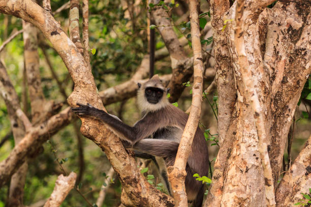 istock Wild Gibbon monkey in a tree, Yala National Park, Sri Lanka 1164742842
