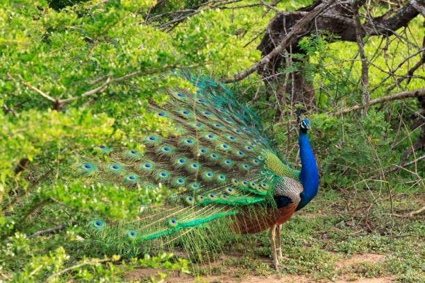 istock Peacock in Yala National Park, Sri Lanka 1164742847