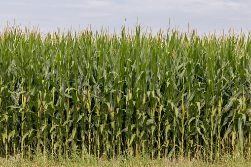 Aerial photo of cornfields