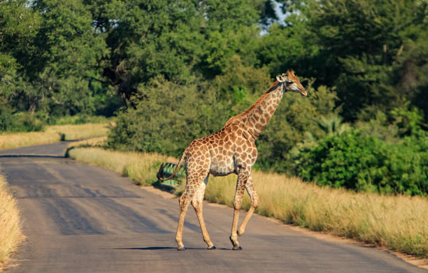 istock lonely giraffe crossing the road 1164747173