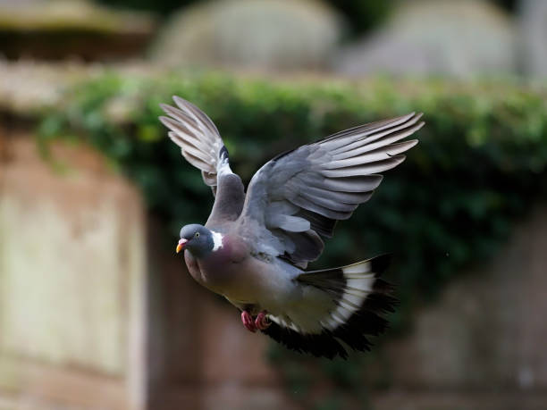istock Wood pigeon, Columba palumbus 1164747268