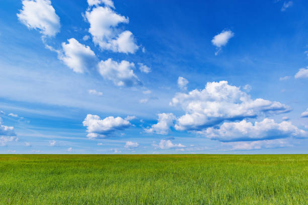 istock Green field with rye under the blue sky. 1164747373