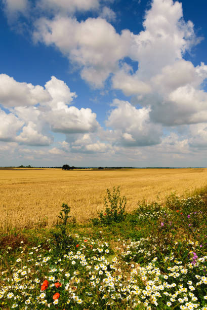 gold grain field on sunny day near Cambridge, UK