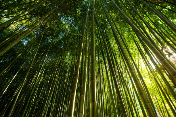 istock Arashiyama Bamboo Grove forest, Kyoto 1164747837