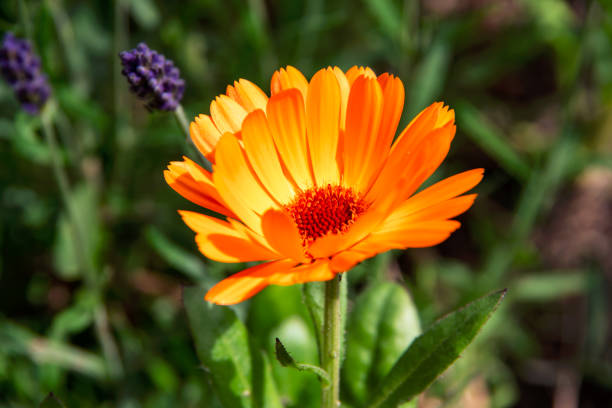 bellissimi fiori di calendula arancioni nel giardino estivo (calendula). - pot marigold single flower flower flower head foto e immagini stock