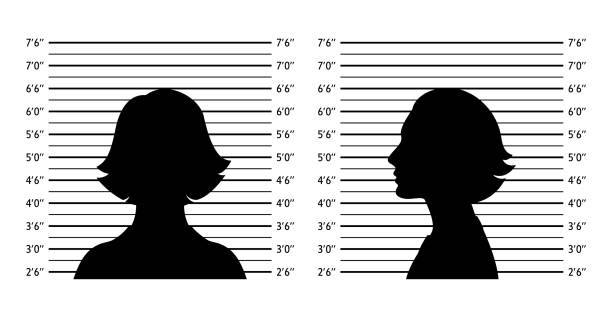 Police lineup. Mugshot background with silhouette women Police lineup. Mugshot background with silhouette women. Black silhouette on white background. Front and profile of  woman. Isolation. Vector illustration lineup stock illustrations