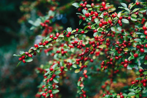 cespuglio di cotoneaster con piccole bacche rosse e foglie verdi lucide - bearberry foto e immagini stock
