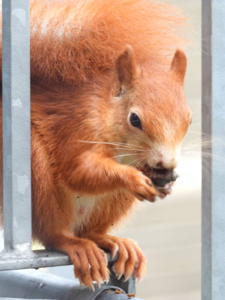 istock Squirrel Hanging on a Roof Eating 1164750873