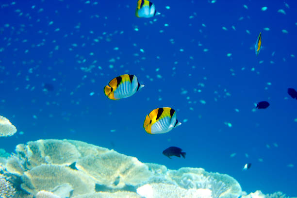 Fishes in corals. Maldives. Indian ocean.
