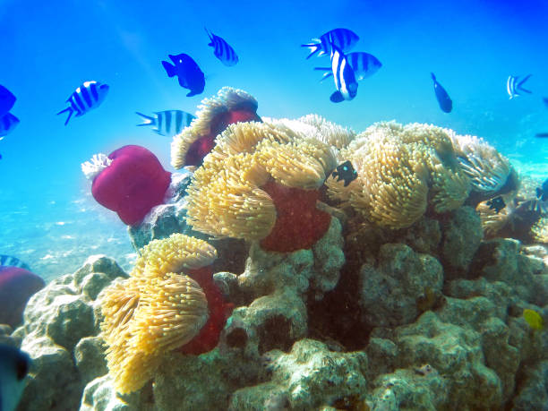 istock Fishes in corals. Underwater world. 1164751067