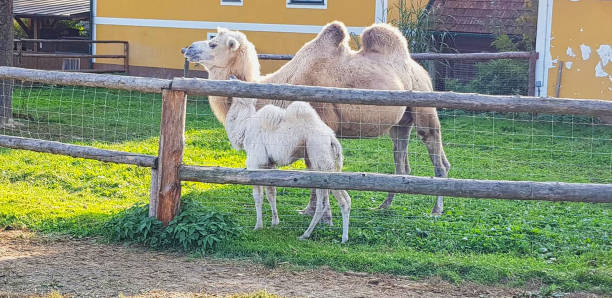 istock camels behind a wooden fence 1164751195