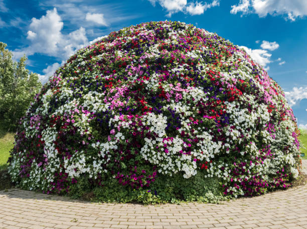 flowers and blue sky Park