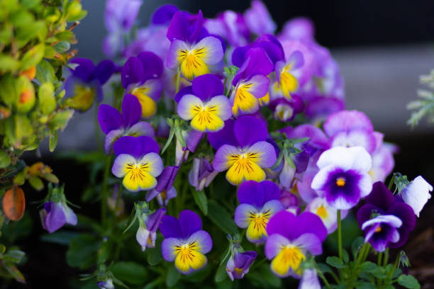 istock Blue and yellow viola on flowerbed in summer park 1164753581