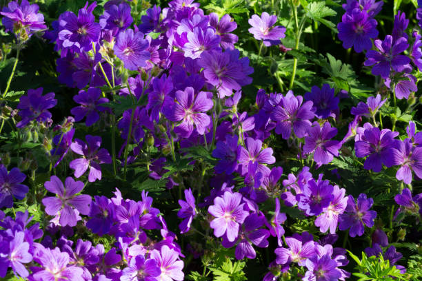 meadow of cranesbill Johnson's Blue Geranium flower