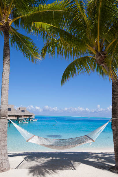 istock Hammock between palm trees and the sea 1164753680