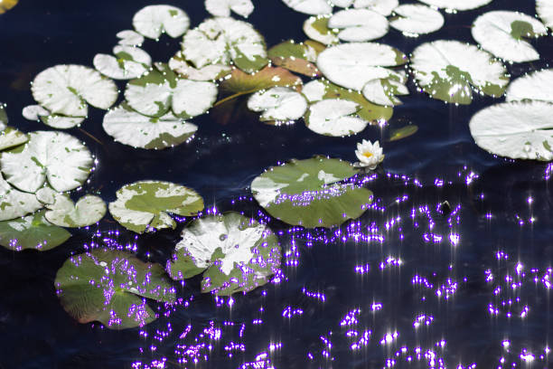 Water lilies in quite lake with light reflections in the summer park Water lilies in quite lake in summer park nymphaea candida stock pictures, royalty-free photos & images