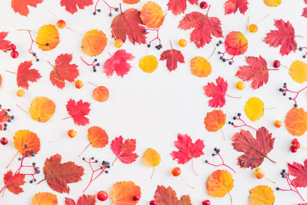 istock Flat lay pattern with colorful autumn leaves and berries on a white background 1164753906