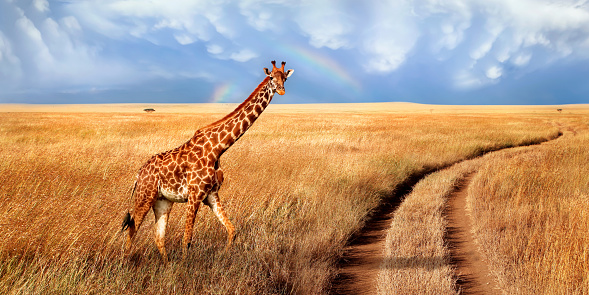 A lonely beautiful giraffe in the hot African savanna against the blue sky with a rainbow. Serengeti National Park. Tanzania. Wildlife of Africa. Wide format.