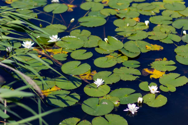 Water lilies in quite lake in the summer park Water lilies in quite lake in summer park nymphaea candida stock pictures, royalty-free photos & images