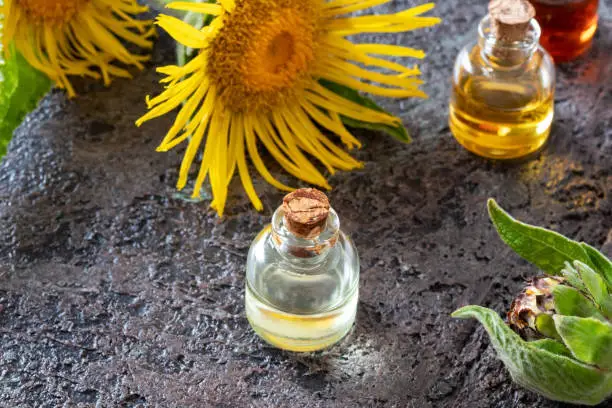 Bottles of elecampane essential oil with fresh Inula helenium flowers on a dark background