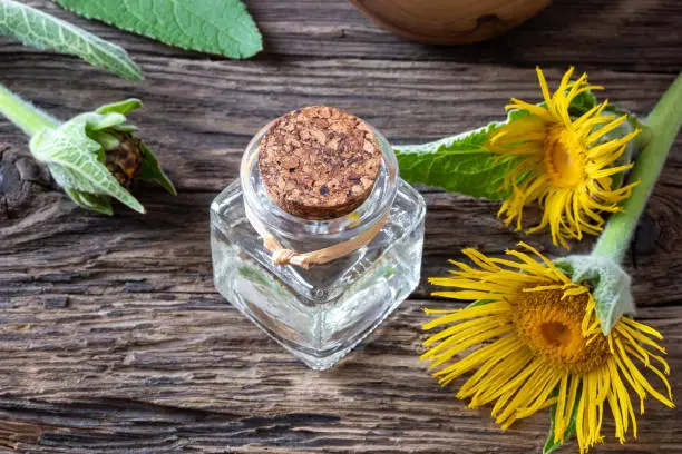 A bottle of essential oil with blooming elecampane plant