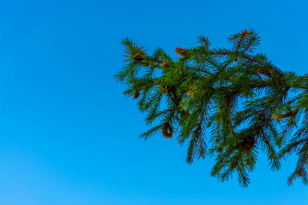 istock Green pine branches against the blue sky.  Summer. 1164754861