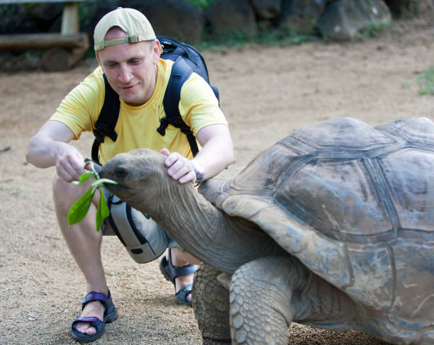 istock The man the tourist feeds a turtle 1164756699