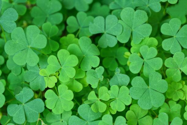 istock green background of small wild clover 1164756742