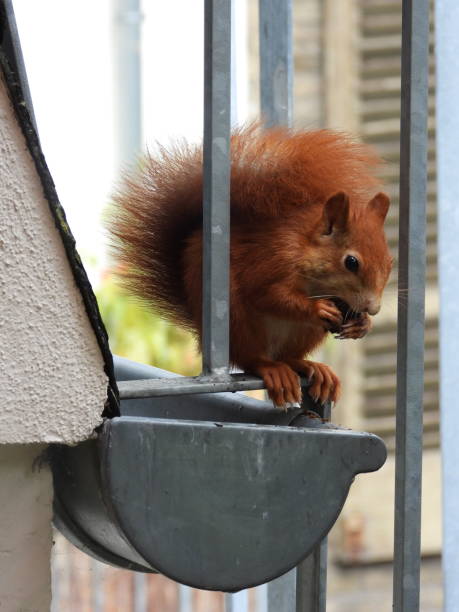 istock Eurasian Red Squirrel Hanging on a Roof 1164757876