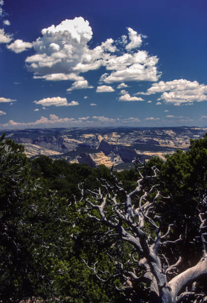 istock Dinosaur National Monument-Canyon Country Vertical & Snag 1164758854