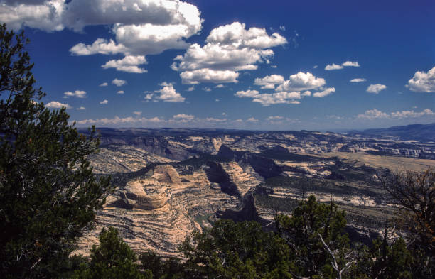 istock Dinosaur National Monument-Canyon View & Pine Tree-1986 1164758936