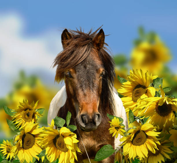 testa di pony con prato giallo e cielo blu - horse animal head animal sky foto e immagini stock