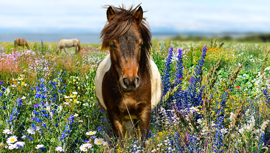 Pony horse head with yellow meadow and blue sky