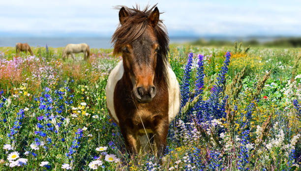 голова пони с желтым лугом и голубым небом - pony стоковые фото и изображения